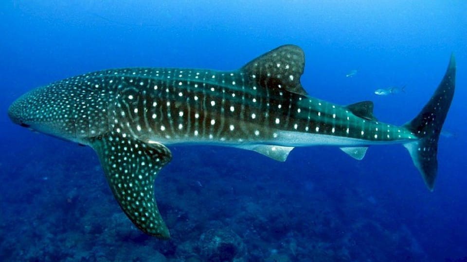 Whaleshark, Sumilon Is & Moalboal Sardine Snorkeling Tour - Cancellation and Refund Policy