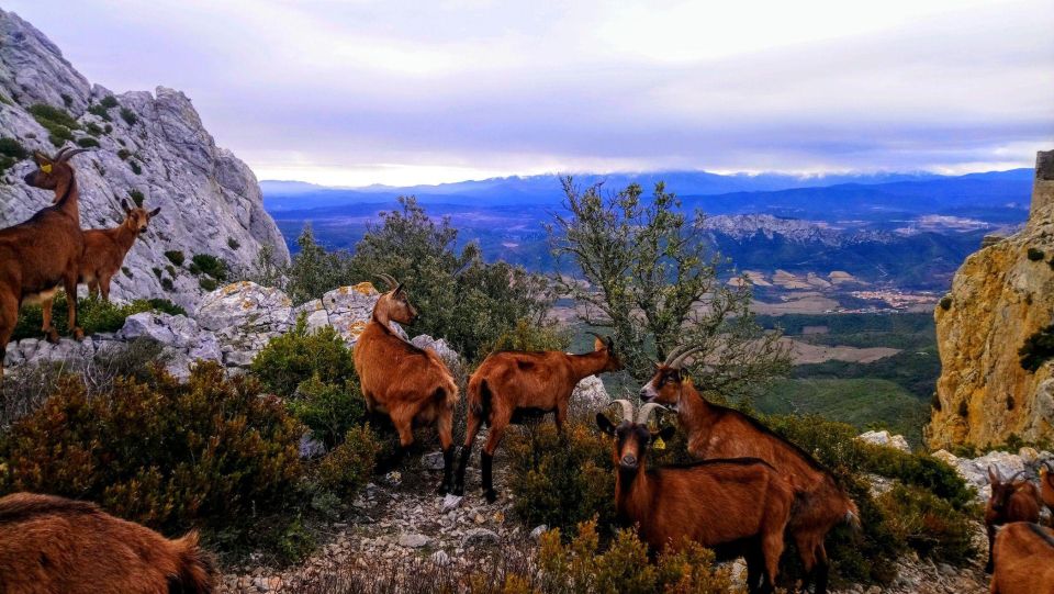 Wild Alps, Verdon Canyon, Moustiers Village, Lavender Fields - Lavender Fields Experience