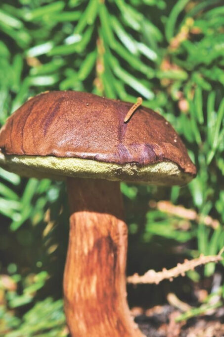 Wild Forest Mushrooms and Berries Picking Tour - Tips for a Successful Tour