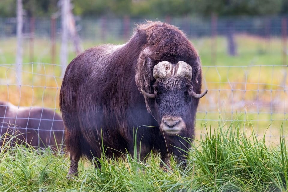 Wildlife Center With Lunch & Local Beer Sampling - Scenic Drive Highlights