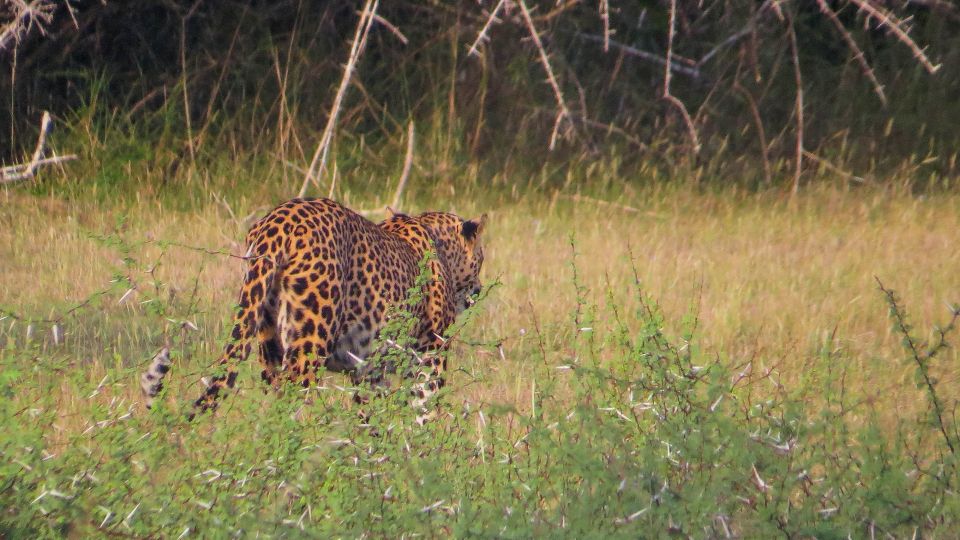 Wilpattu National Park: 3-Hour Morning or Evening Safari - Accessibility and Accommodations