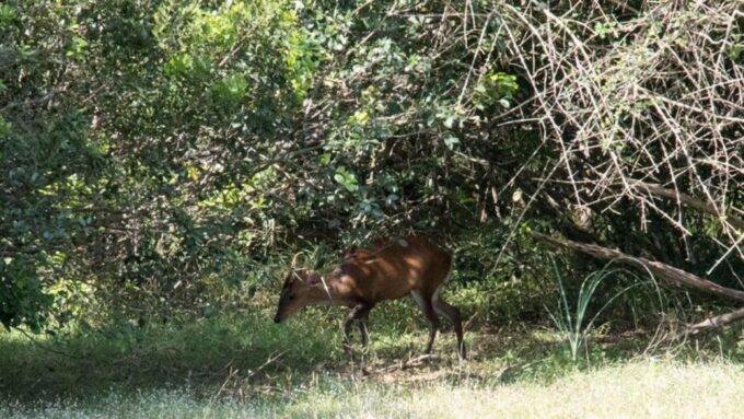 Wilpattu National Park With Safari Jeep & Entrance Ticket - Cancellation and Refund Policy