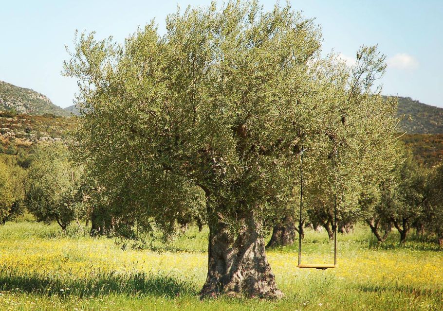 Wine & Olive Oil Tasting in an Organic Farm Laconia, Greece - Sustainable Farming Practices