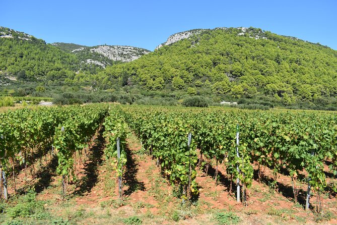 Wine & Sightseeing Tour Korcula - Family-Run Wineries and Local Treats