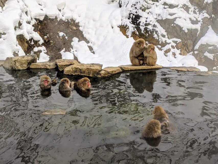 Winter Only From Nozawa Onsen: Snow Monkeys, Zenko-ji & Sake - Frequently Asked Questions