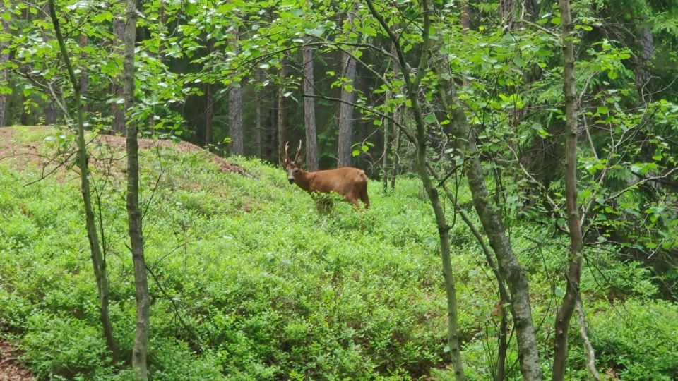 Wolf and Wildlife Tracking in Sweden - Best Times for Tracking