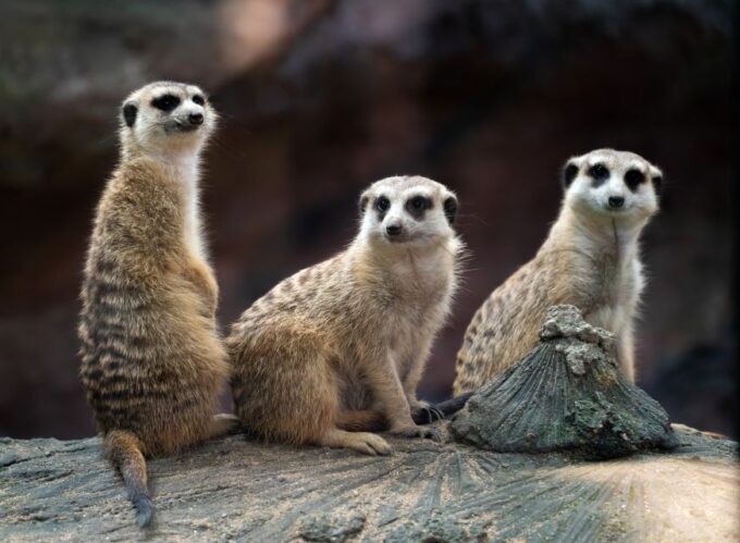 Wroclaw: Zoo With Private Transport and Tickets - Africarium Highlights