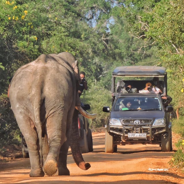 Yala National Park: Half Day Safari With Yala Odyssey Tours - Booking and Cancellation