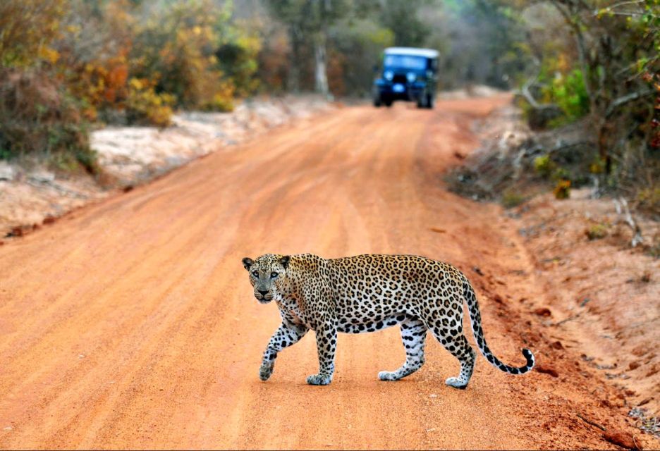 Yala National Park: Private Safari Day Trip With Lunch - Not Suitable For