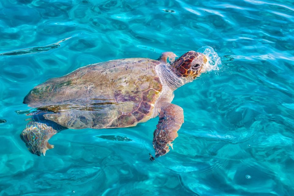 Zakynthos: Turtle Island Cruise With Swimming Stop - Turtle Conservation