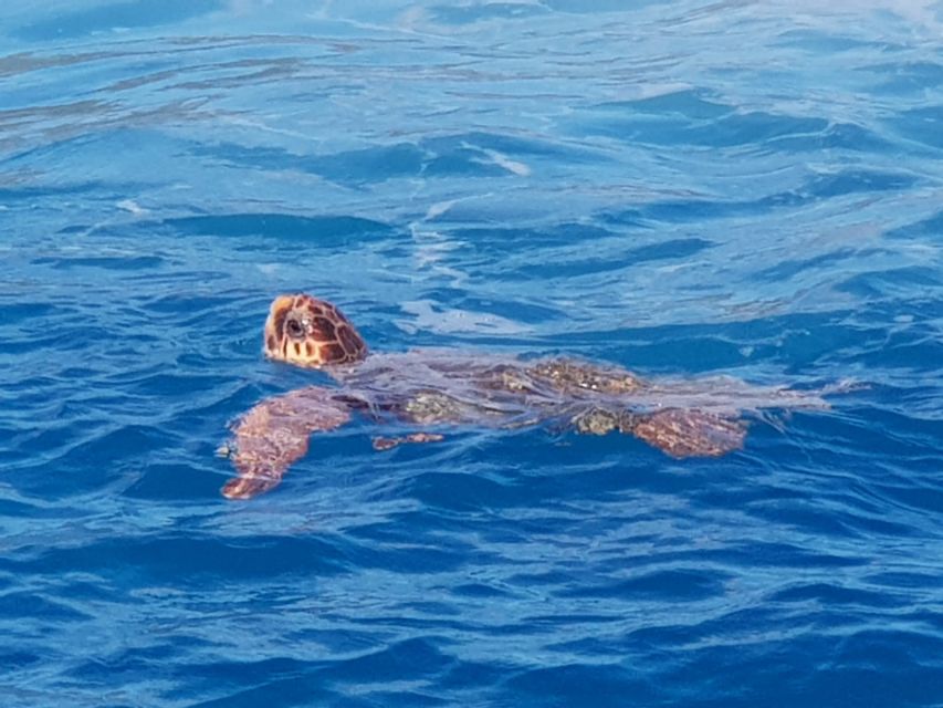 Zakynthos: Turtle Spotting Cruise on a Glass-Bottom Boat - Swimming at Stunning Beaches