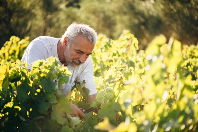 Zakynthos: Vineyard & Winery Tour With Local Winemaker - Winemaking Process