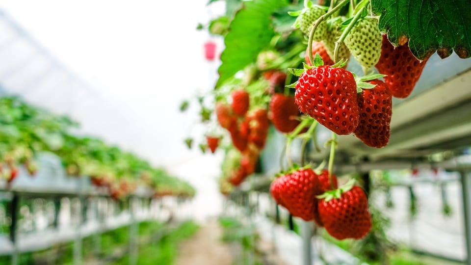 Zao Fox Village 1DAY Bus Tour With Strawberry Picking - Booking and Cancellation Policy