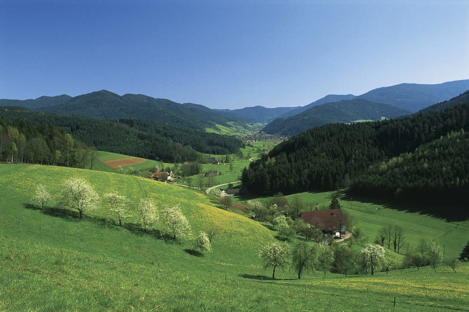 Zurich: Black Forest, Titisee, and Rhine Falls Bus Day Trip - Participant Information