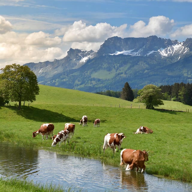 Zurich Private Tour to Liechtenstein and Heidiland - Transportation Details