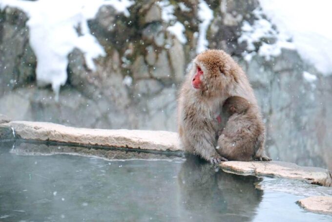 1 Day Tour: Snow Monkeys & Snow Fun in Shiga Kogen - Travel Tips for Shiga Kogen