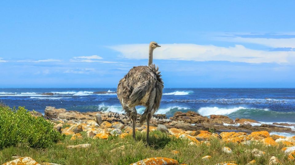 3-Day Private Tour: Good Hope Table Mountain & Robben Island - Frequently Asked Questions