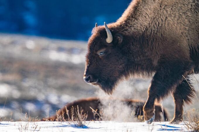 3 Day Wildlife Photography Tour in Yellowstone National Park - Ethical Wildlife Photography