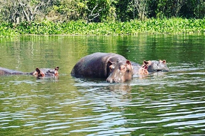 3 Days Gorilla Trekking Safari Tour in Uganda - Essential Travel Information