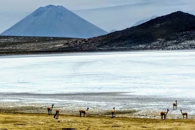 8-Hours Tour in Arequipa Laguna De Salinas With Pick-Up - Important Information for Travelers