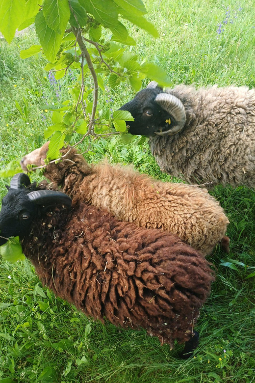 A Day in a Biodynamic Farm for the Family - Frequently Asked Questions