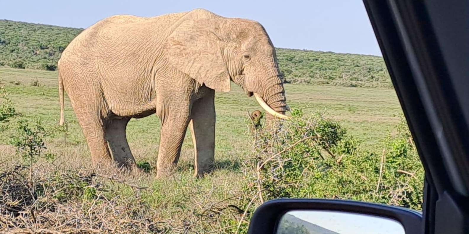 Addo Elephant Park: Full Day Safari / Shore Excursions - Frequently Asked Questions