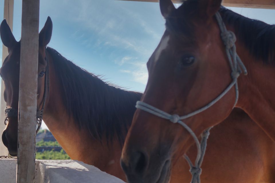 Akrotiri: Guided Horseback Riding Day Trip to a Beach - Suitability and Recommendations