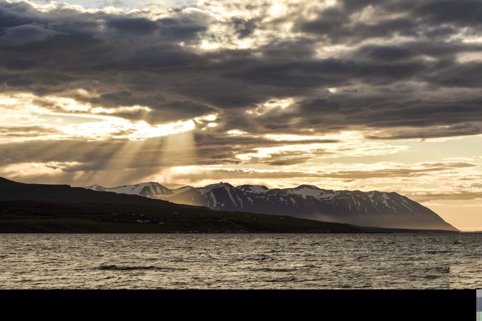 Akureyri: Whale Watching in the Midnight Sun - What to Expect on the Tour