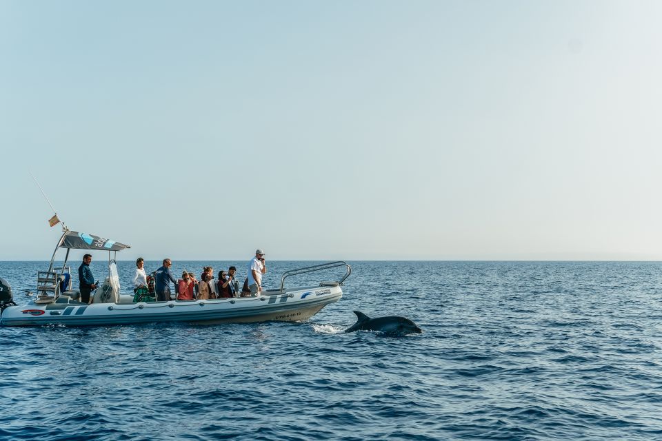 Alcudia/Can Picafort: Dolphin-Watching Cruise in Small Group - Secluded Beach Stop