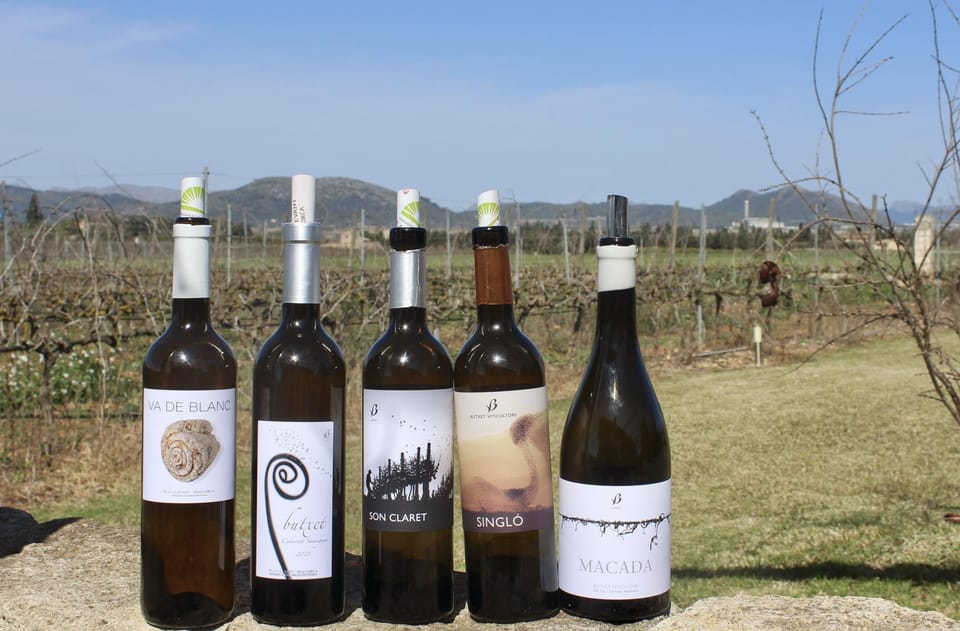 Alcudia/Can Picafort: Guided Vineyard Visit and Wine Tasting - Winemaking Process Insights