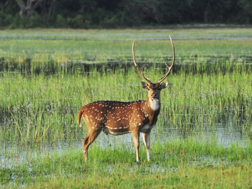 All-Inclusive Minneriya National Park Afternoon Safari - What to Bring and Expect