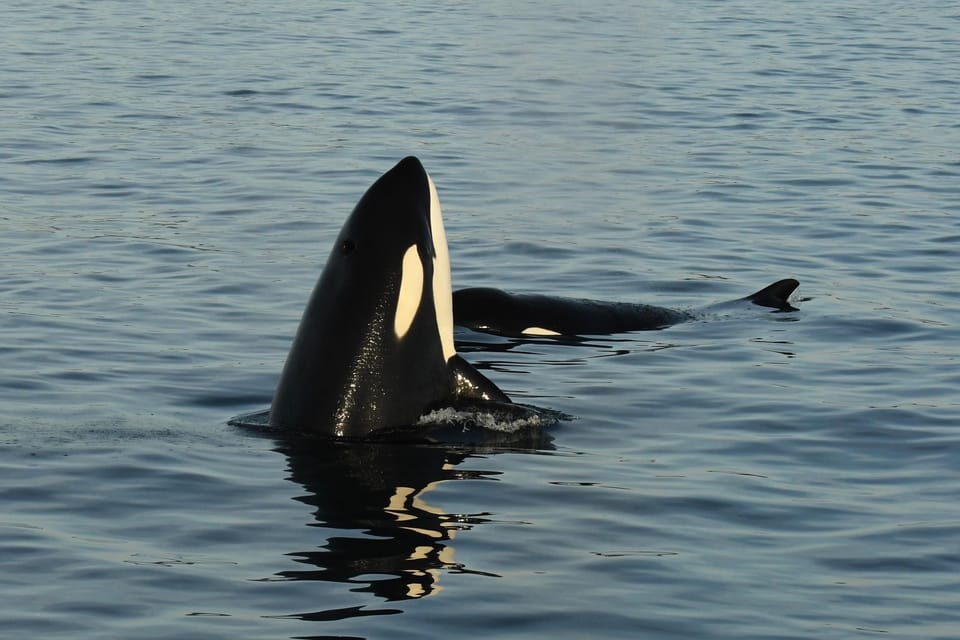 Anacortes: Whale Watching Adventure Tour - Customer Reviews