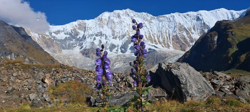 Annapurna Base Camp : 7-Day Moderate Round Trek. - Frequently Asked Questions