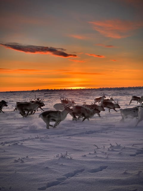 Authentic Sami Reindeer Herding Adventure in Arctic Norway - Tips for Travelers