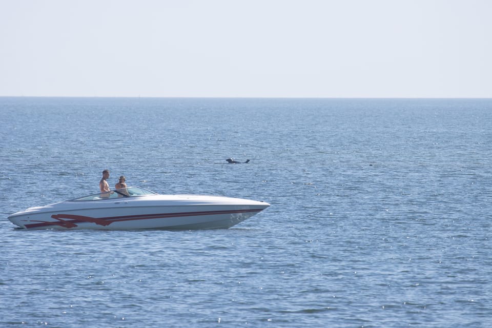 Baabe on Rügen: Seal-Spotting Cruise in the Baltic - Scenic Baltic Coastline