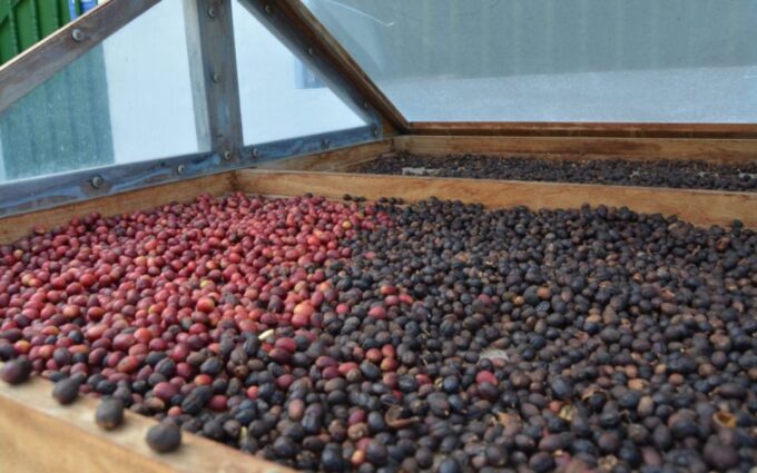 Banana, Wines & Rum Taste - Premium Tour in Gran Canaria - Important Considerations