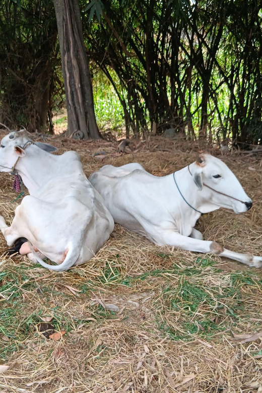 Battambang One Day & Half Tour - Customer Feedback and Reviews