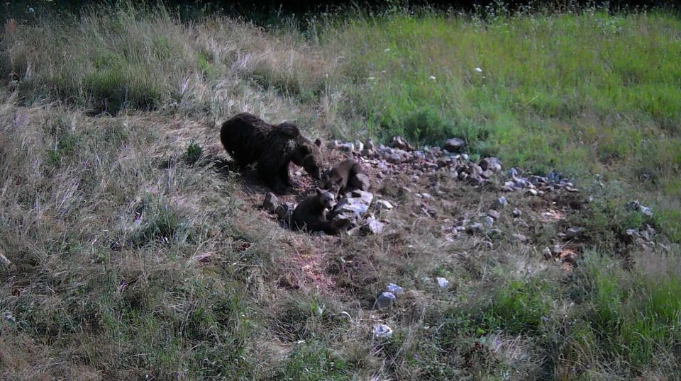 Bear Watching Slovenia With Ranger and Local Guide - Pricing and Availability