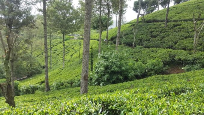 Bentota/Kalutara/Hikkaduwa: Day Trip to Ella Highlands - Climbing Little Adams Peak