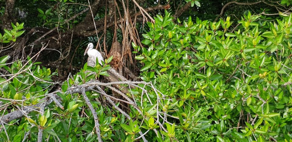 Bentota River Safari (Lagoon Boat Safari) - Wildlife Spotting Opportunities