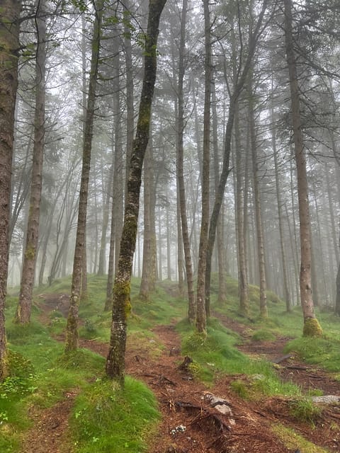 BERGEN I Fløyen Activo - Magical Nature - Hiking Tour - Customer Reviews