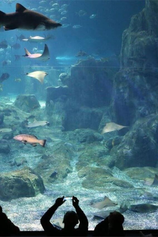 Best of Istanbul Aquarium Tour With Ticket & Hotel Transfer - Tips for Visitors