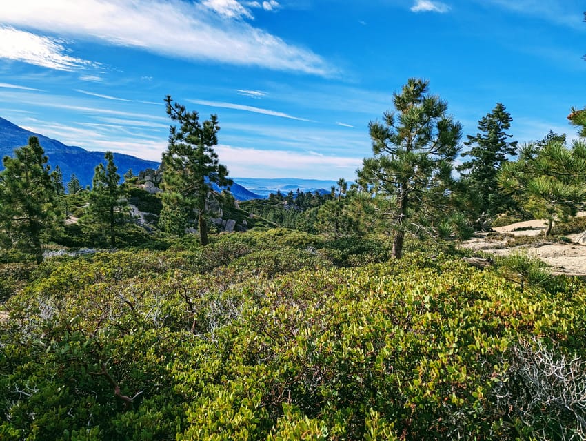 Big Bear: Family-Friendly Nature Walk W Hot Chocolate - Discovering Native Plants and Wildlife