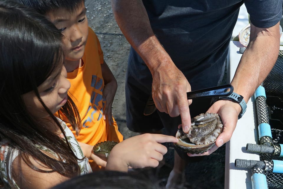 Big Island: Abalone Farm Guided Tour With Tasting - Important Notes