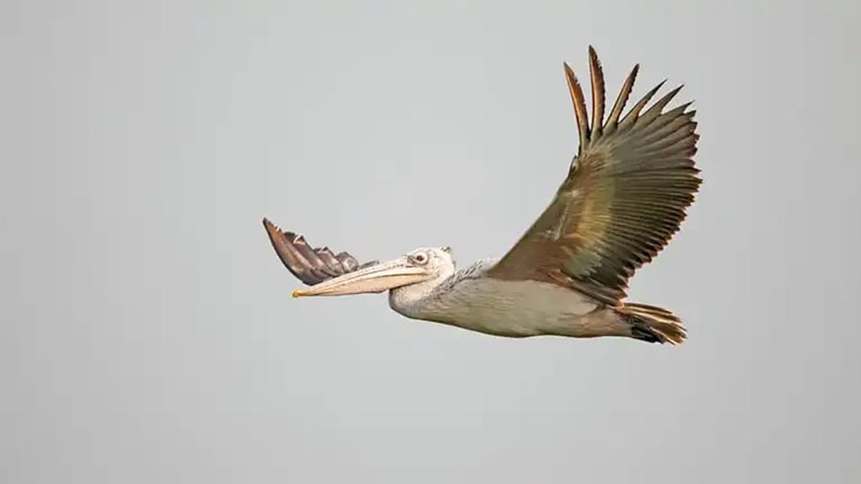 Bird Watching at Prek Toal Tonlé Sap Lake Biosphere Reserve - Tips for Birdwatchers