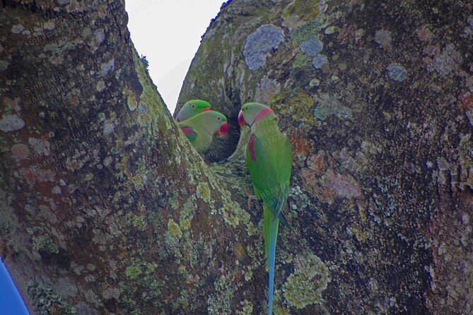 Bird Watching Tours in Sinharaja Rain Forest - Booking Your Tour