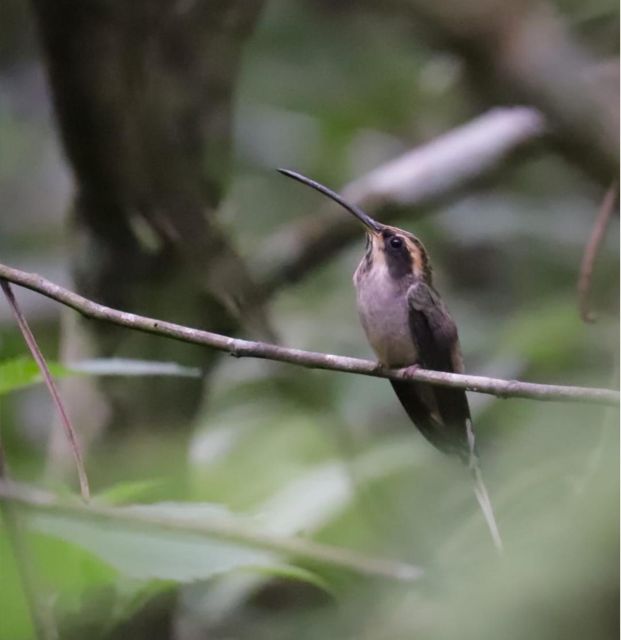 Birdtour + Onça Cachoeira - Group Size