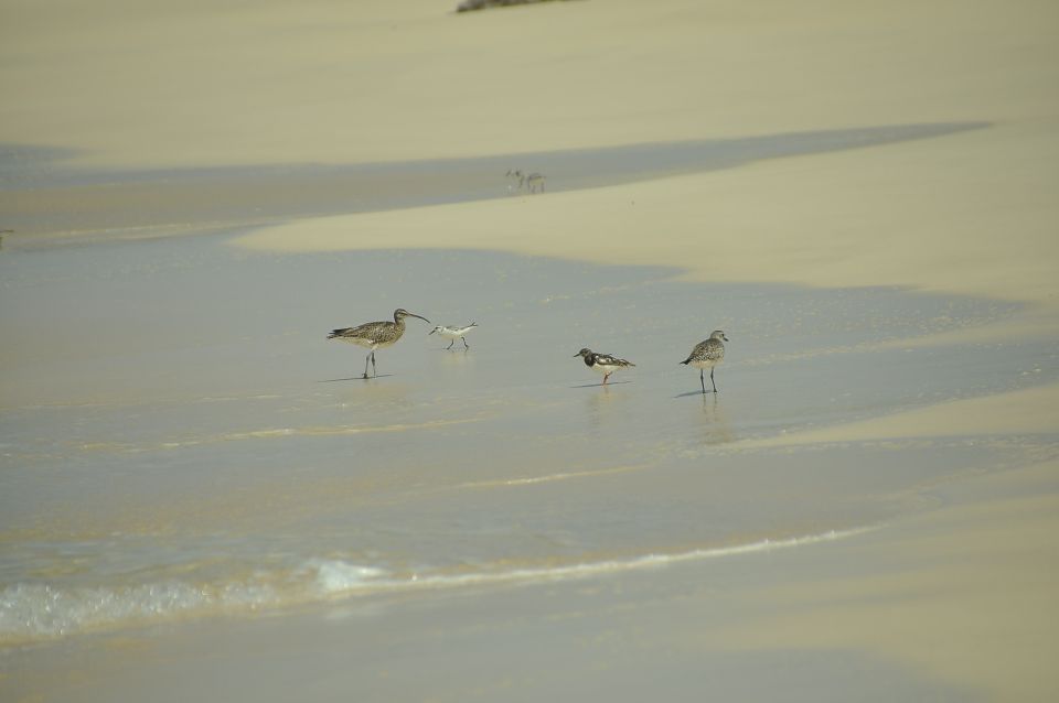 Boa Vista: Bird Watch Expedition in Natural Environment - Expert Guided Tour