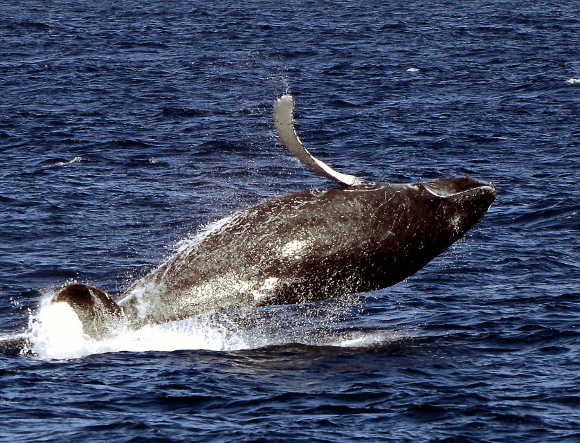 Boa Vista: Whale Watching Trip With Motoryacht - Frequently Asked Questions