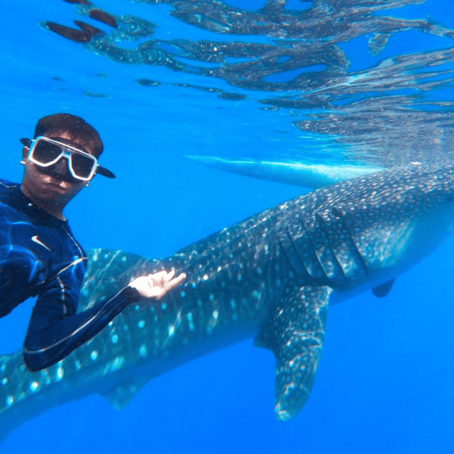 Bohol: Whaleshark + Choco Tour + Rio Verde Lunch Buffet - Frequently Asked Questions